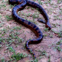 Anaconda, approximately 5 meters long
